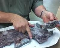 Short-lived, toothy mammal found in ancient North Pacific a mystery