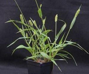 UGA scientists map and sequence genome of switchgrass relative foxtail millet