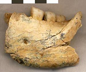 Features Of Southeast European Human Ancestors Influenced By Lack Of Episodic Glaciations