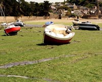 Seaweed on French beaches emitting lethal fumes: study