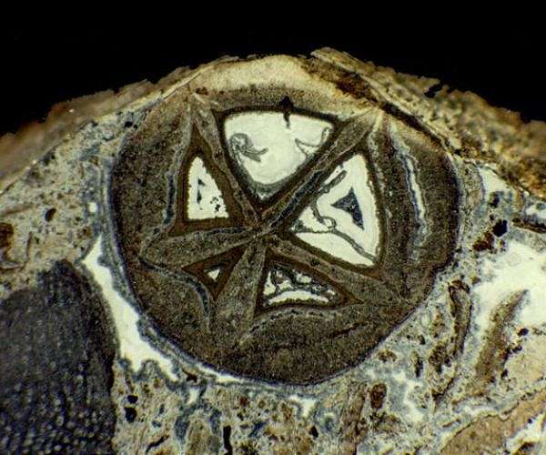 Mysterious fruit shown to be the oldest known fossils of the Frankincense and Myrrh family