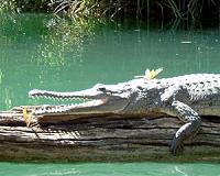 Pre-Amazonian Peru was ruled by crocodiles