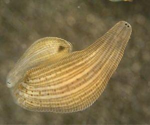 Genomic frontier: The unexplored animal kingdom