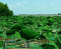 'Just right' plant growth may make river deltas resilient