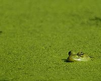 Nutrient Pollution Chokes Marine And Freshwater Ecosystems