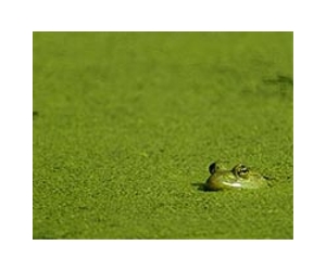 Outsmarting algae - RIT scientist finds the turn-off switch