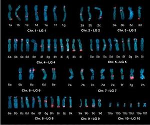 Sequencing Of First Frog Genome Sheds Light On Treating Disease