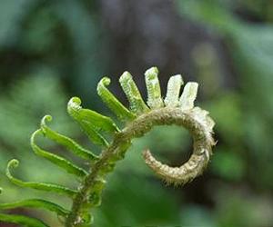 Tapping into plants is the key to combat climate change