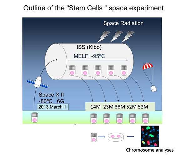 ISS experiments reveal risks for future human space flights