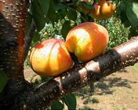 Climate change alters the ecological impacts of seasons