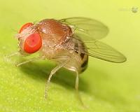 Fruit Flies on the ISS