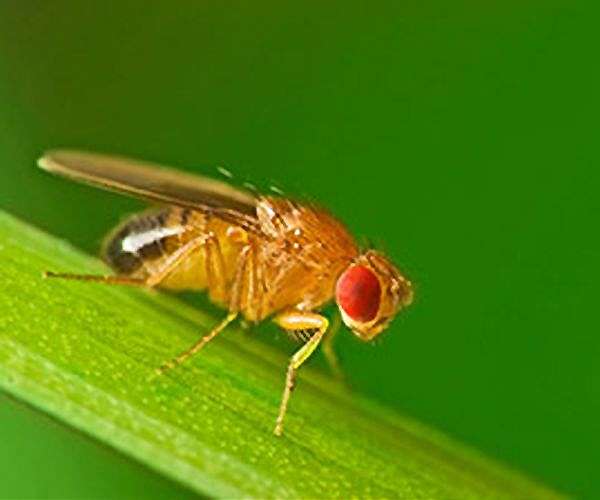 Fruit flies reveal first known social cue of safety