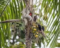 Ancient peoples shaped the Amazon rainforest