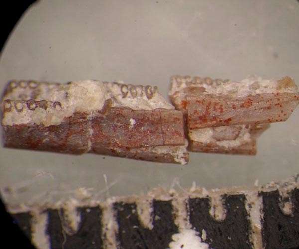 New geosciences study shows Triassic fossils that reveal origins of living amphibians