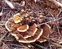 Secrets Of Cooperation Between Trees And Fungi Revealed