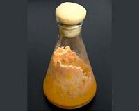 Metabolic path to improved biofuel production