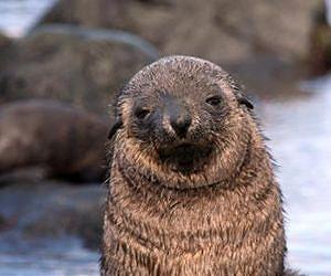 Energy requirements make Antarctic fur seal pups vulnerable to climate change