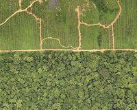 Conservation key to curbing emissions from palm oil agriculture in Africa