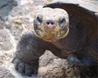 Mosquito Evolution Spells Trouble For Galapagos Wildlife