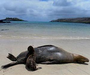 Survival of the Galapagos sea lion