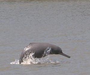 New protected areas for dolphins declared