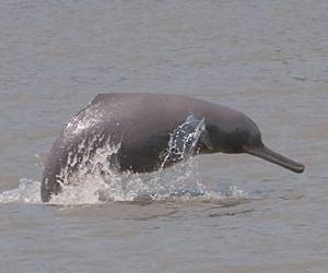Indus river dolphin's declining range