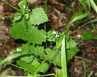Excessive deer populations hurt native plant biodiversity