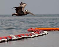 A focus on flight