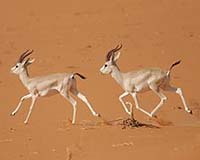 Mammals Geared For Global Rise Long After Dinosaurs Died