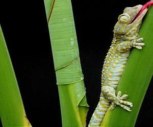 Wonders of nature inspire exotic man-made materials