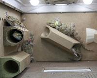 Russia's Space Geckos Die Due to Technical Glitch Two Days Before Landing