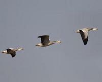 Geese caused deadly US military chopper crash