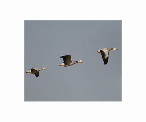 Egyptian geese spread wings in France, threatening biodiversity