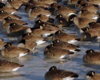 New York to cull geese around airports