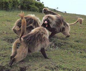 Evolution mostly driven by brawn, not brains