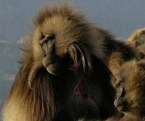 Rare primate's vocal lip-smacks share features of human speech