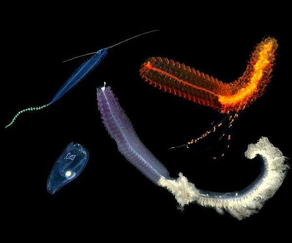 URI professor leads effort demonstrating success of new technology in conducting deep-sea research on fragile organisms
