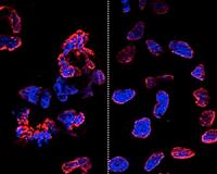 No extra mutations in modified stem cells