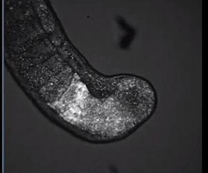 Oscillation of gene activity may underpin how embryos grow in proportion