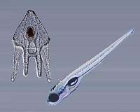 Primordial mutation helps explain origin of some organs in vertebrates