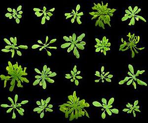 Researchers Could Use Plant Light Switch To Control Cells