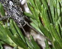 Study uncovers new evidence on species evolution