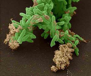 Bacterial communication could affect Earth's climate