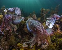 The neuroscience of cuttlefish camouflage