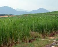 VIASPACE Establishes Giant King Grass Research Collaboration With California