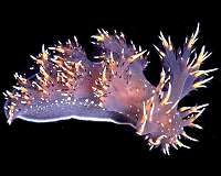 Scientists discover new type of deep-sea hunting called kleptopredation