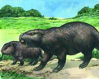 Rare fossil discovery raises questions