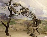 Ancient footprints tell story of a giant sloth hunt