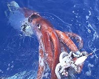 Giant squid's genome sequenced for the first time