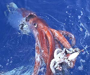 Newly Discovered Pheromone Linked To Aggressive Behavior In Squid